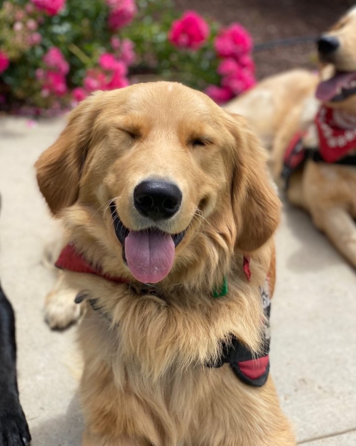 Happy service dog Atlanta
